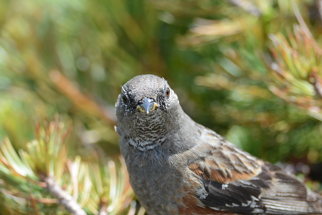 �C���q�o��