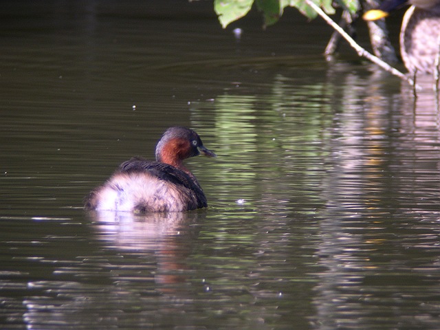 �J�C�c�u��