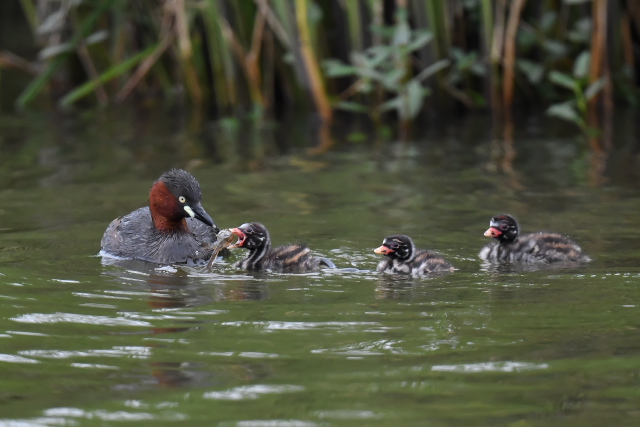 �J�C�c�u��