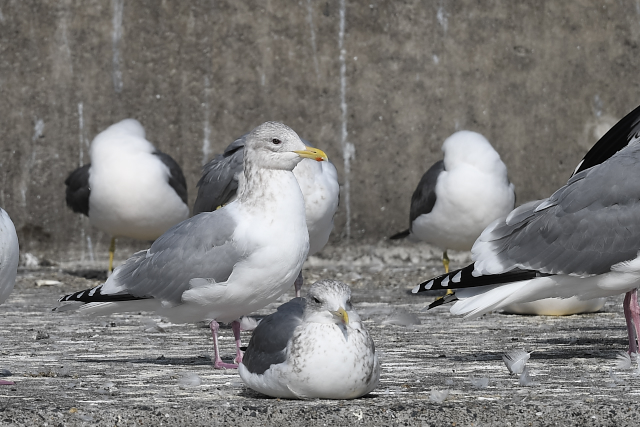 �J�i�_�J����