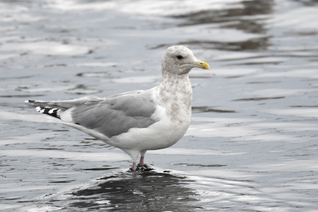 �J�i�_�J����