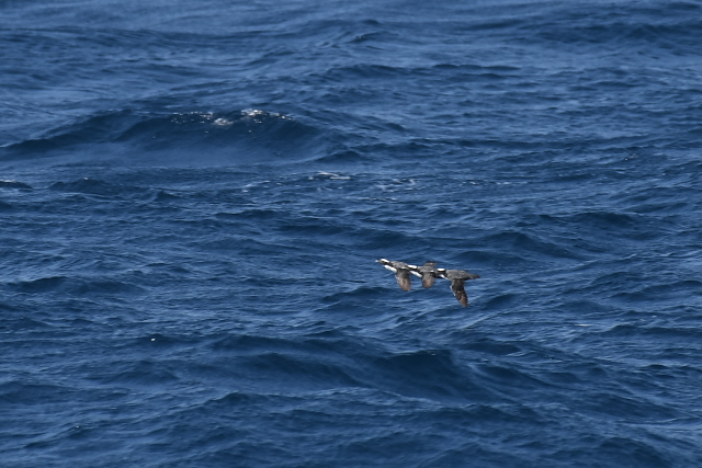 �J�������E�~�X�Y��