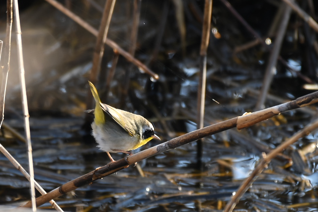 �J�I�O���A�����J���V�N�C