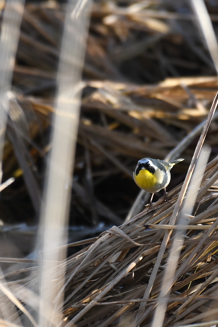 �J�I�O���A�����J���V�N�C