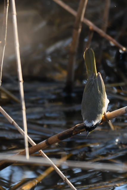 �J�I�O���A�����J���V�N�C