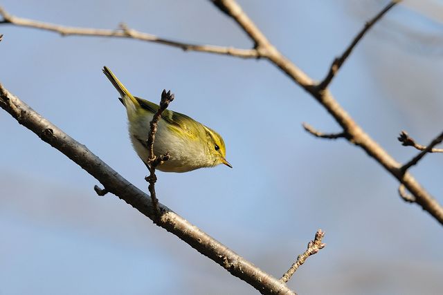 �J���t�g���V�N�C