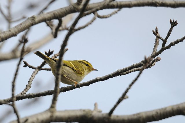 �J���t�g���V�N�C