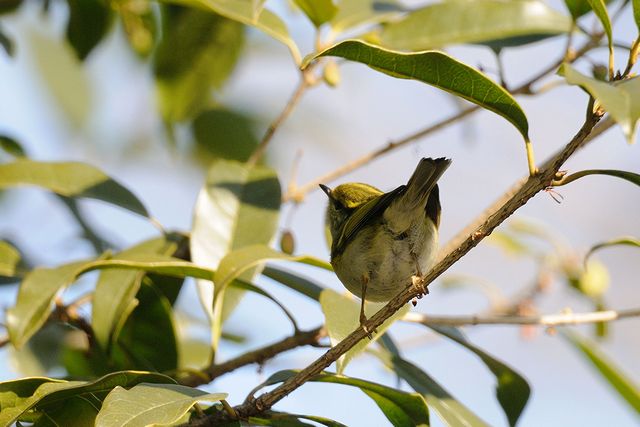 �J���t�g���V�N�C