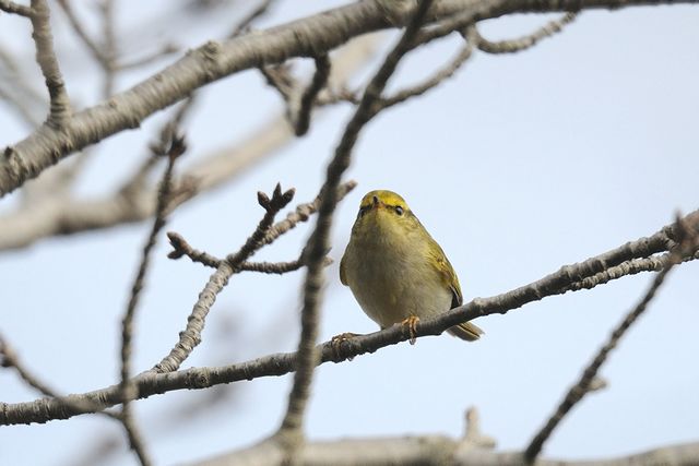 �J���t�g���V�N�C