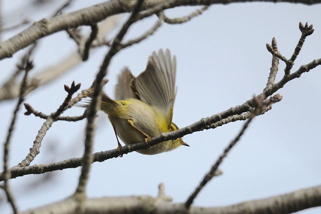 �J���t�g���V�N�C