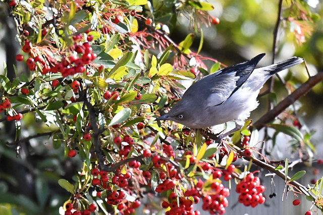 �J�����N�h��