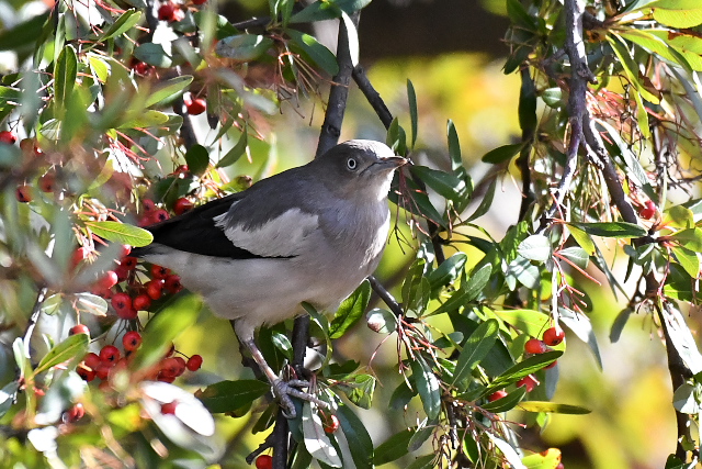 �J�����N�h��