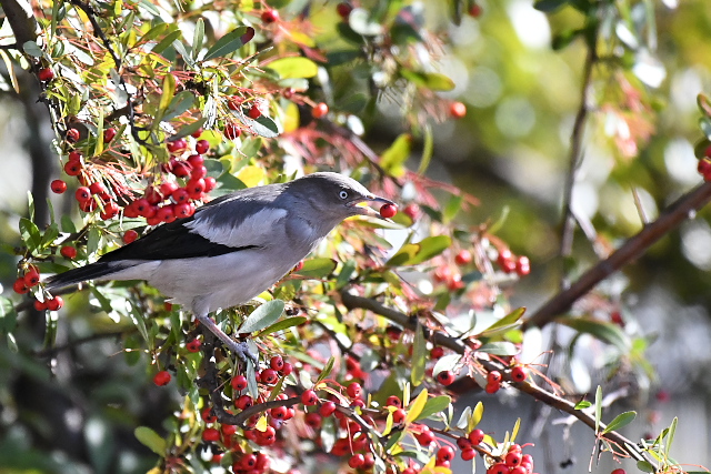 �J�����N�h��