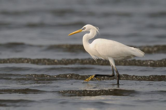 �J���V���T�M