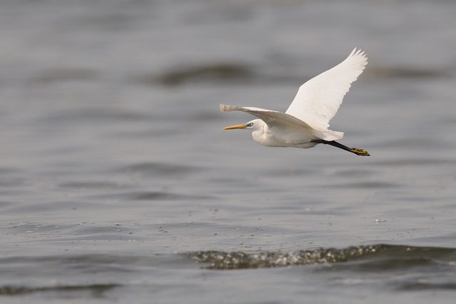 �J���V���T�M