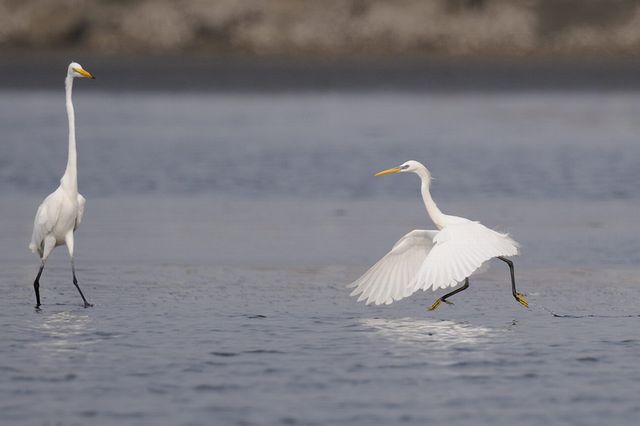 �J���V���T�M