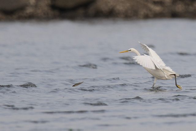 �J���V���T�M