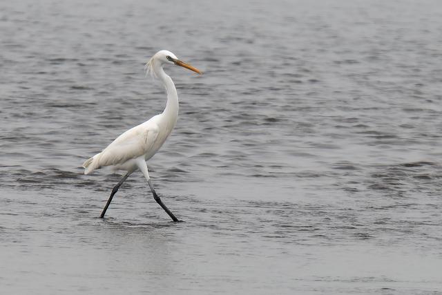 �J���V���T�M