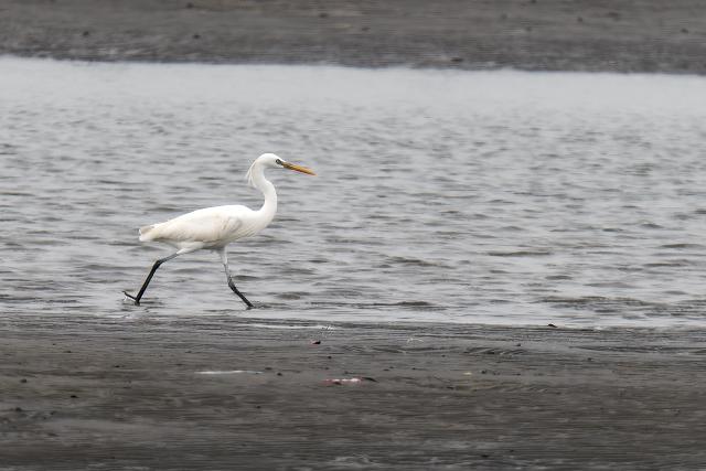 �J���V���T�M