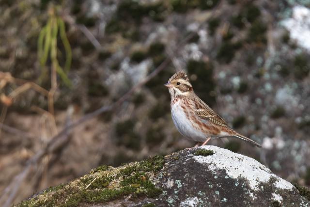 �J�V���_�J