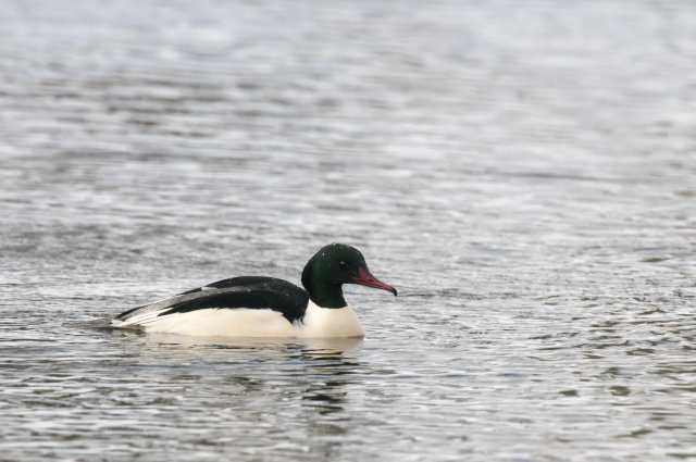 �J���A�C�T