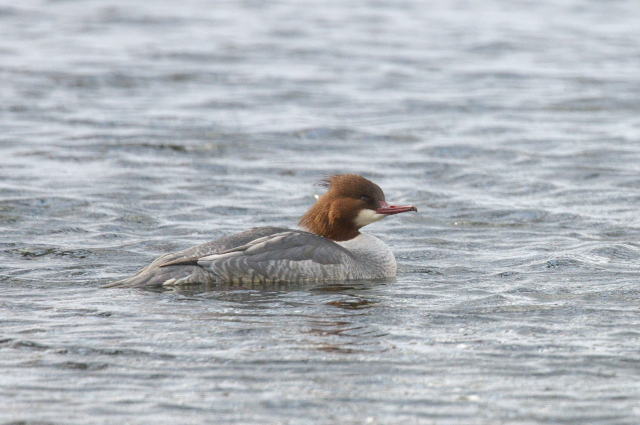 �J���A�C�T