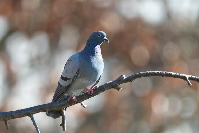 �J�����o�g�i�h�o�g�j