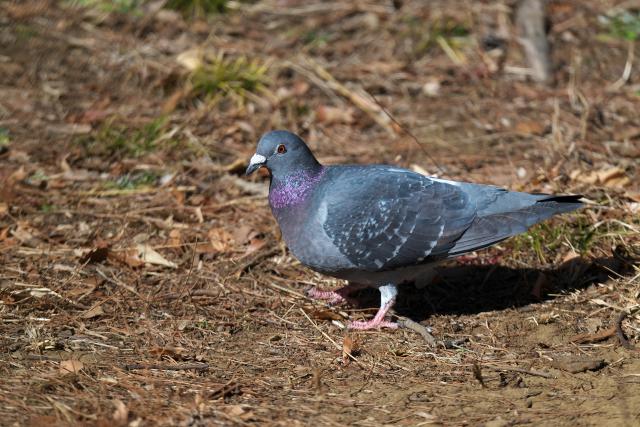 �J�����o�g�i�h�o�g�j