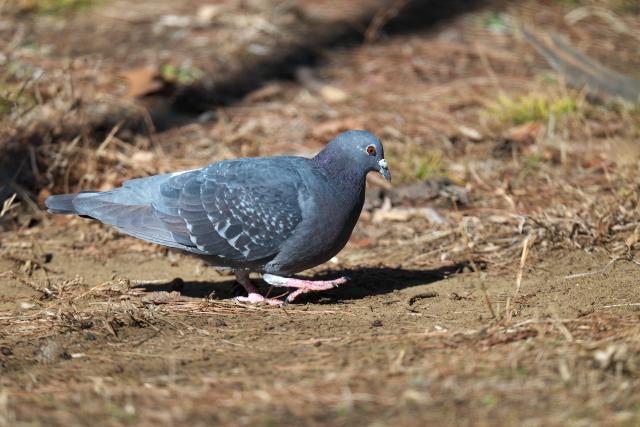 �J�����o�g�i�h�o�g�j