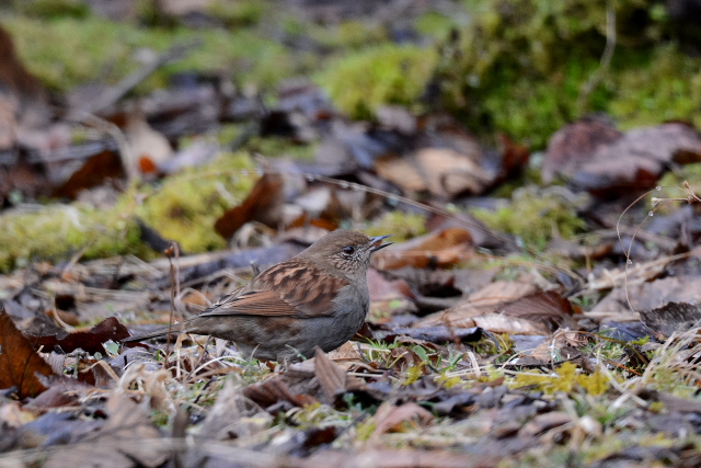 �J���N�O��