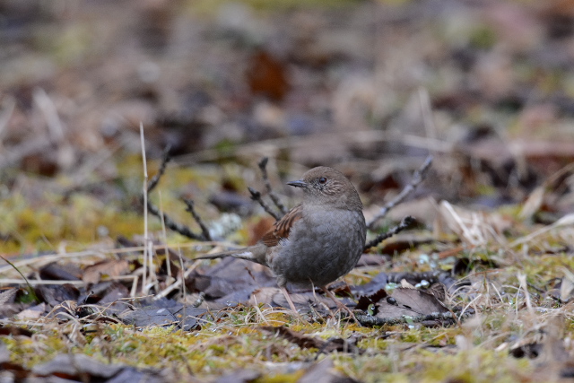 �J���N�O��