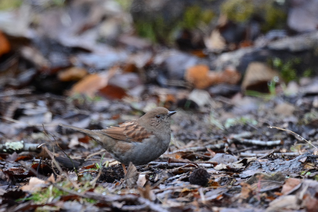 �J���N�O��