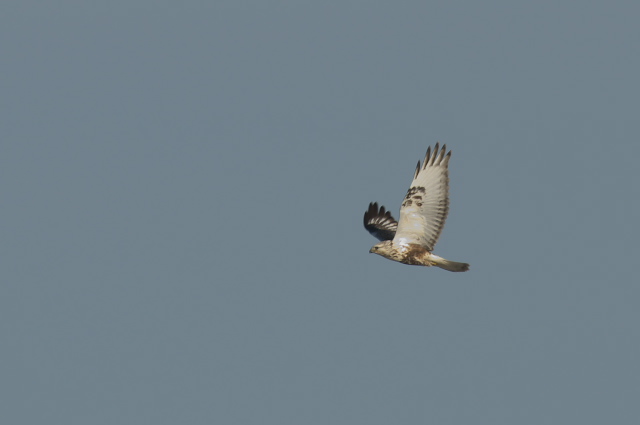 �P�A�V�m�X��