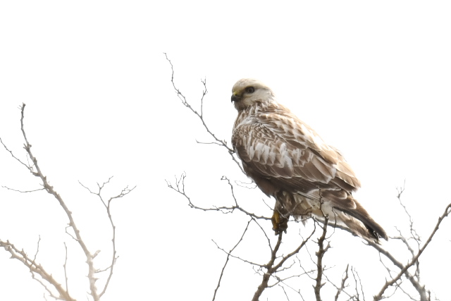 �P�A�V�m�X��