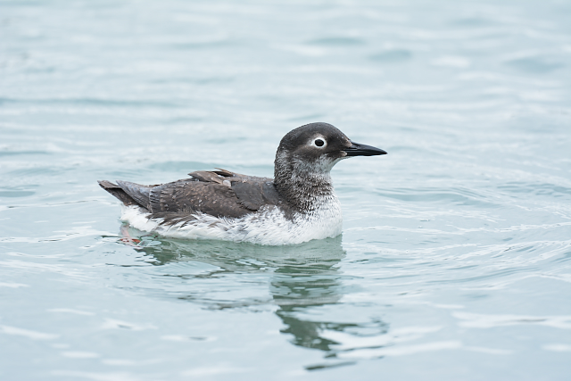 �P�C�}�t��