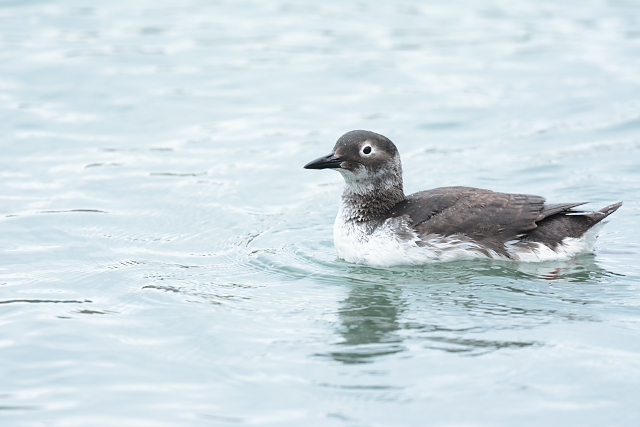 �P�C�}�t��