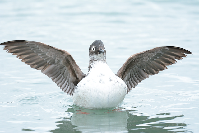 �P�C�}�t��