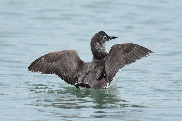 �P�C�}�t��