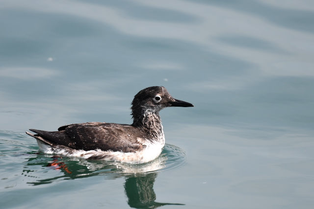 �P�C�}�t��