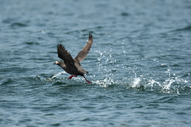 �P�C�}�t��