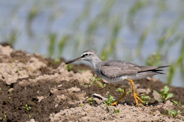 �L�A�V�V�M