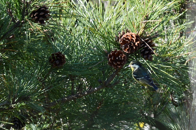 �L�o���K��