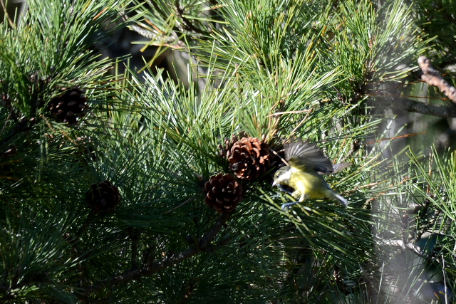 �L�o���K��