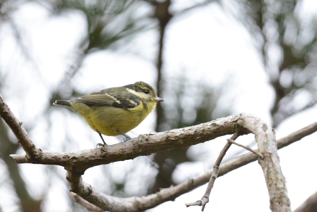 �L�o���K��