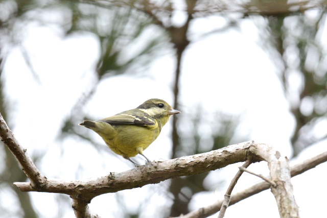 �L�o���K��