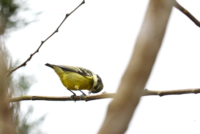 �L�o���K��