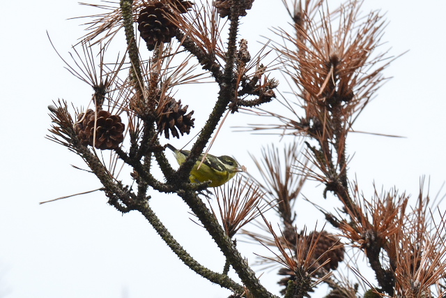 �L�o���K��