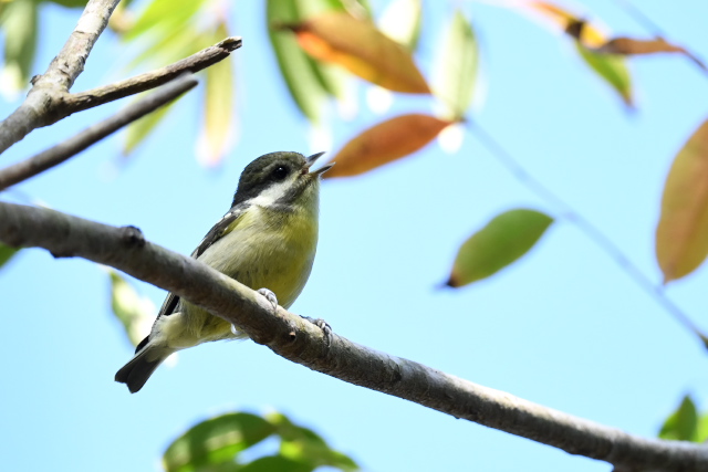 �L�o���K��