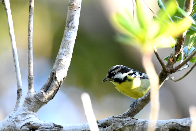 �L�o���K��