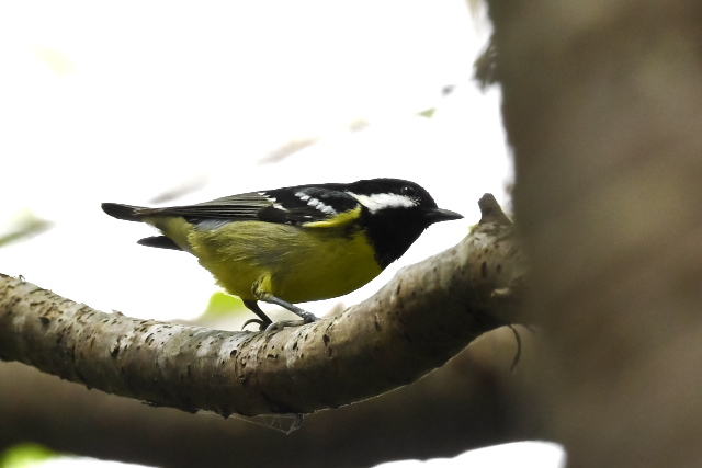 �L�o���K����